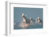 Angels of Camargue-Rostovskiy Anton-Framed Photographic Print