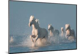 Angels of Camargue-Rostovskiy Anton-Mounted Photographic Print