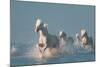 Angels of Camargue-Rostovskiy Anton-Mounted Photographic Print