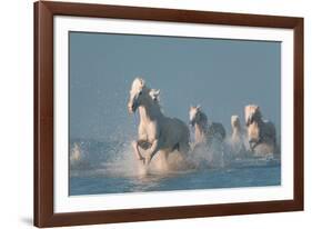 Angels of Camargue-Rostovskiy Anton-Framed Photographic Print