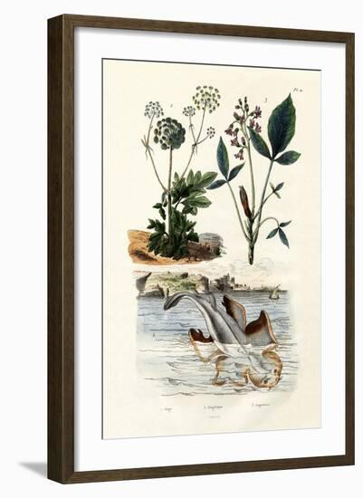 Angelshark, 1833-39-null-Framed Giclee Print