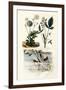 Angelshark, 1833-39-null-Framed Giclee Print