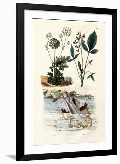 Angelshark, 1833-39-null-Framed Giclee Print