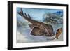 Angelshark (Squatina Squatina), Squatinidae, Drawing-null-Framed Giclee Print