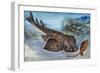 Angelshark (Squatina Squatina), Squatinidae, Drawing-null-Framed Giclee Print