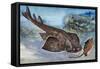 Angelshark (Squatina Squatina), Squatinidae, Drawing-null-Framed Stretched Canvas