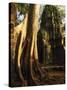Angkor, Ta Prohm, 400-year-old Tree, Cambodia-Walter Bibikow-Stretched Canvas