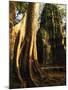 Angkor, Ta Prohm, 400-year-old Tree, Cambodia-Walter Bibikow-Mounted Photographic Print