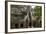 Angkor Tree Roots Cover-null-Framed Photographic Print