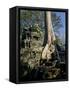 Angkor Wat Archaeological Park, Siem Reap, Cambodia, Indochina, Southeast Asia-Julio Etchart-Framed Stretched Canvas