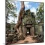 Angkor Wat Cambodia. Ta Prohm Khmer Ancient Buddhist Temple in Jungle Forest. Famous Landmark, Plac-Banana Republic images-Mounted Photographic Print