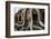 Angkor Wat-Friday-Framed Photographic Print