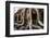 Angkor Wat-Friday-Framed Photographic Print