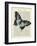 Angled Butterfly-Marion Mcconaghie-Framed Art Print