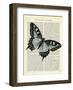 Angled Butterfly-Marion Mcconaghie-Framed Art Print