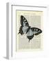Angled Butterfly-Marion Mcconaghie-Framed Art Print