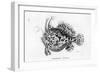 Angler Fish, Harlequin-null-Framed Art Print
