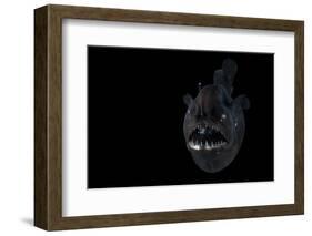 Angler Fish (Melanocetus Murrayi) Mid-Atlantic Ridge, North Atlantic Ocean-David Shale-Framed Photographic Print