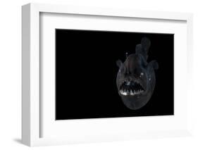 Angler Fish (Melanocetus Murrayi) Mid-Atlantic Ridge, North Atlantic Ocean-David Shale-Framed Photographic Print