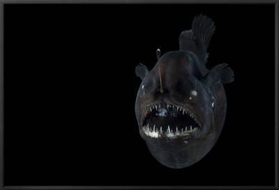 Angler Fish Melanocetus Murrayi Mid Atlantic Ridge North Atlantic Ocean Photographic Print David Shale Allposters Com