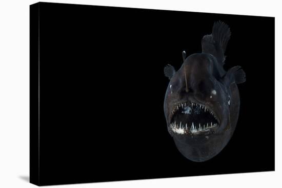 Angler Fish (Melanocetus Murrayi) Mid-Atlantic Ridge, North Atlantic Ocean-David Shale-Stretched Canvas