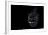 Angler Fish (Melanocetus Murrayi) Mid-Atlantic Ridge, North Atlantic Ocean-David Shale-Framed Photographic Print