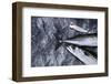 Angling, Mackerels, Stone, Fishhook, Hobby, Fish-Hawi-Framed Photographic Print