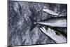 Angling, Mackerels, Stone, Fishhook, Hobby, Fish-Hawi-Mounted Photographic Print