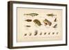 Angling-English School-Framed Premium Giclee Print