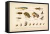 Angling-English School-Framed Stretched Canvas