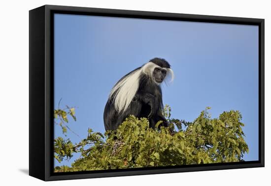 Angola Colobus (Angolan black-and-white colobus) (Angolan colobus) (Colobus angolensis), Selous Gam-James Hager-Framed Stretched Canvas