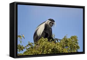 Angola Colobus (Angolan black-and-white colobus) (Angolan colobus) (Colobus angolensis), Selous Gam-James Hager-Framed Stretched Canvas