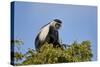 Angola Colobus (Angolan black-and-white colobus) (Angolan colobus) (Colobus angolensis), Selous Gam-James Hager-Stretched Canvas