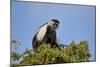 Angola Colobus (Angolan black-and-white colobus) (Angolan colobus) (Colobus angolensis), Selous Gam-James Hager-Mounted Photographic Print