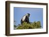 Angola Colobus (Angolan black-and-white colobus) (Angolan colobus) (Colobus angolensis), Selous Gam-James Hager-Framed Photographic Print