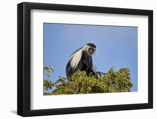 Angola Colobus (Angolan black-and-white colobus) (Angolan colobus) (Colobus angolensis), Selous Gam-James Hager-Framed Photographic Print