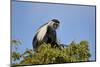 Angola Colobus (Angolan black-and-white colobus) (Angolan colobus) (Colobus angolensis), Selous Gam-James Hager-Mounted Photographic Print