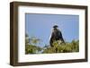 Angola colobus (Angolan black-and-white colobus) (Angolan colobus) (Colobus angolensis), Selous Gam-James Hager-Framed Photographic Print