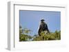 Angola colobus (Angolan black-and-white colobus) (Angolan colobus) (Colobus angolensis), Selous Gam-James Hager-Framed Photographic Print