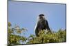 Angola colobus (Angolan black-and-white colobus) (Angolan colobus) (Colobus angolensis), Selous Gam-James Hager-Mounted Photographic Print