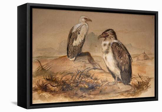 Angola Vulture (Gypohierax Angolensis), 1856-67-Joseph Wolf-Framed Stretched Canvas