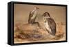 Angola Vulture (Gypohierax Angolensis), 1856-67-Joseph Wolf-Framed Stretched Canvas