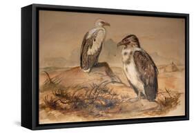 Angola Vulture (Gypohierax Angolensis), 1856-67-Joseph Wolf-Framed Stretched Canvas