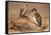 Angola Vulture (Gypohierax Angolensis), 1856-67-Joseph Wolf-Framed Stretched Canvas