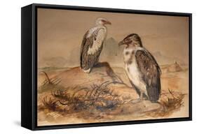 Angola Vulture (Gypohierax Angolensis), 1856-67-Joseph Wolf-Framed Stretched Canvas