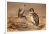 Angola Vulture (Gypohierax Angolensis), 1856-67-Joseph Wolf-Framed Giclee Print