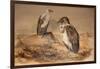 Angola Vulture (Gypohierax Angolensis), 1856-67-Joseph Wolf-Framed Giclee Print