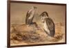 Angola Vulture (Gypohierax Angolensis), 1856-67-Joseph Wolf-Framed Giclee Print