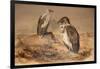 Angola Vulture (Gypohierax Angolensis), 1856-67-Joseph Wolf-Framed Giclee Print