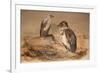 Angola Vulture (Gypohierax Angolensis), 1856-67-Joseph Wolf-Framed Giclee Print